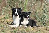 BORDER COLLIE 316